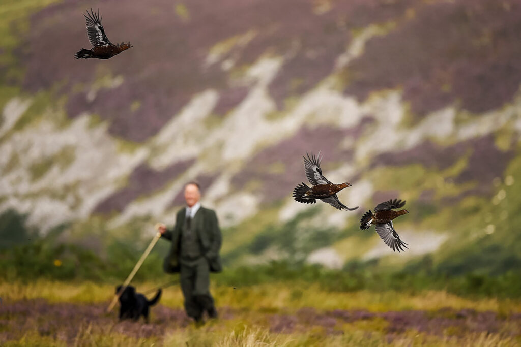 Photo shows a man in old fashioned tweed walking through heather with his dog while grouse fly in front of the camera. Britain burns its carbon storing moorland every year.