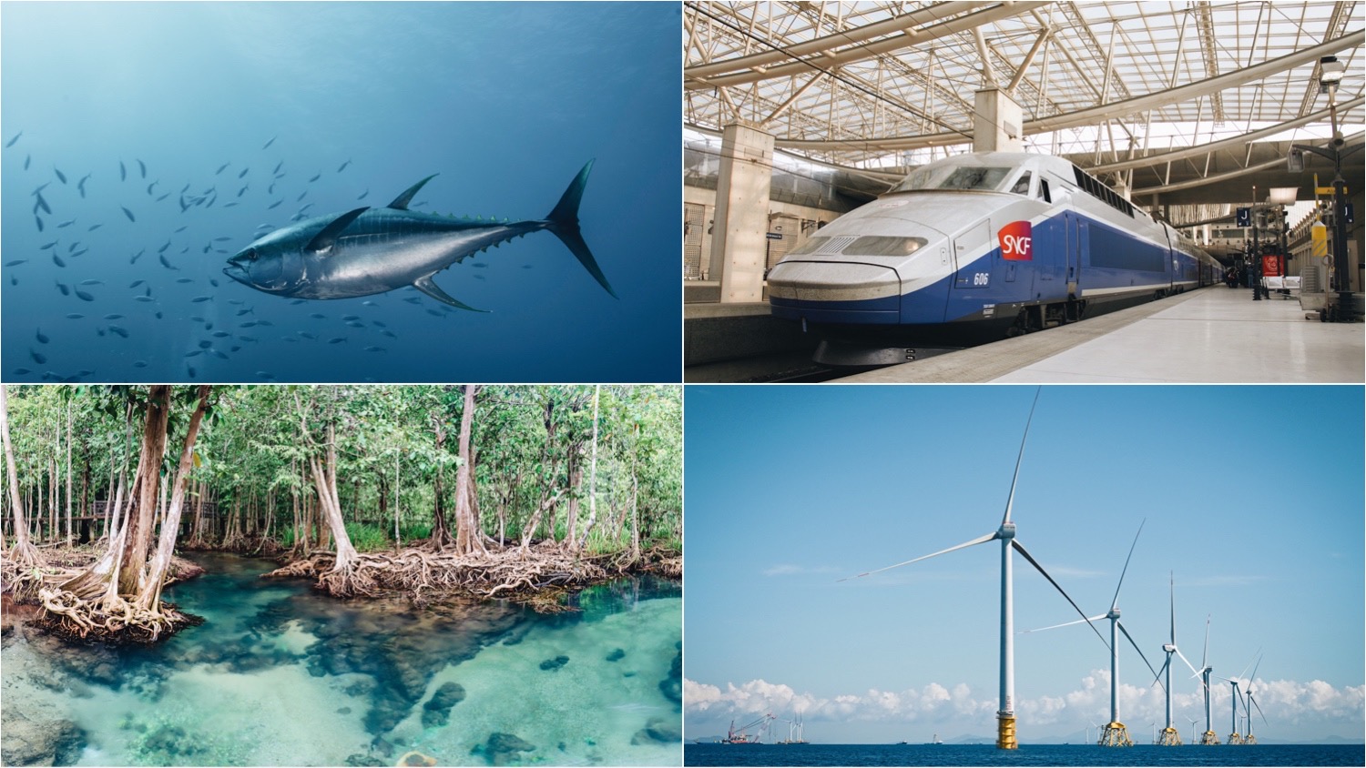 Clockwise from top left. Photo shows a swimming tuna fish, an SNCF train, a mangrove forest, and wind turbines. The U.S. could soon be getting several new offshore wind farms to generate renewable energy.