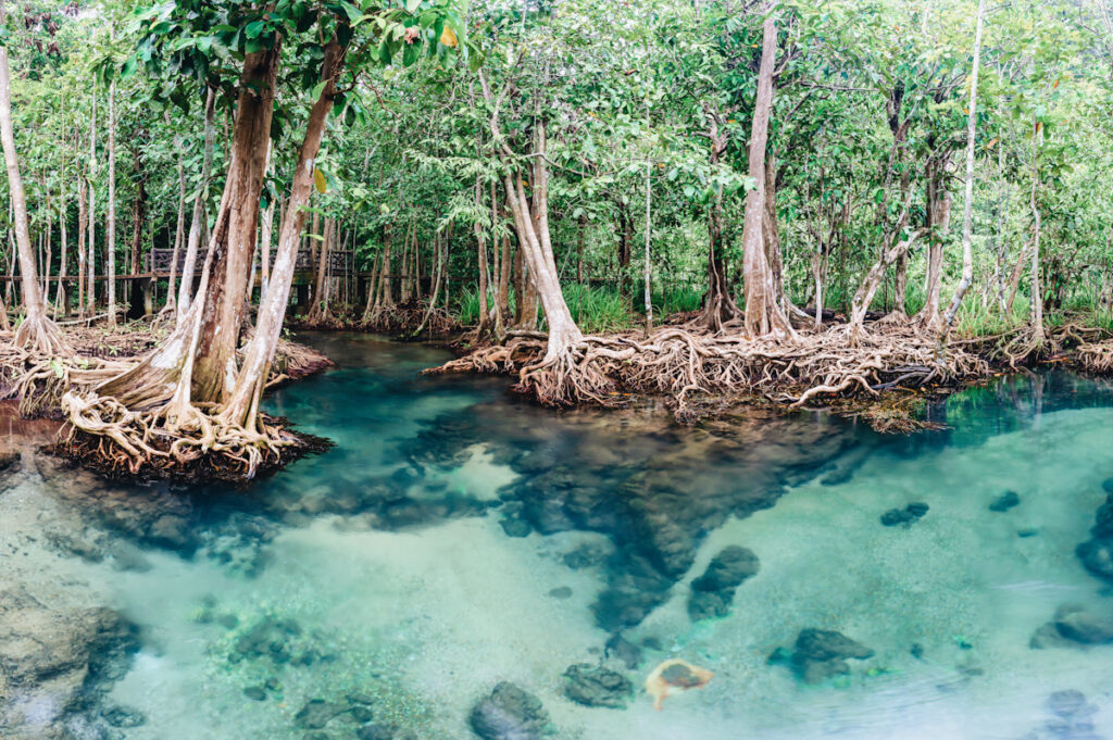 Photo shows a mangrove forest in Krabi, Thailand.