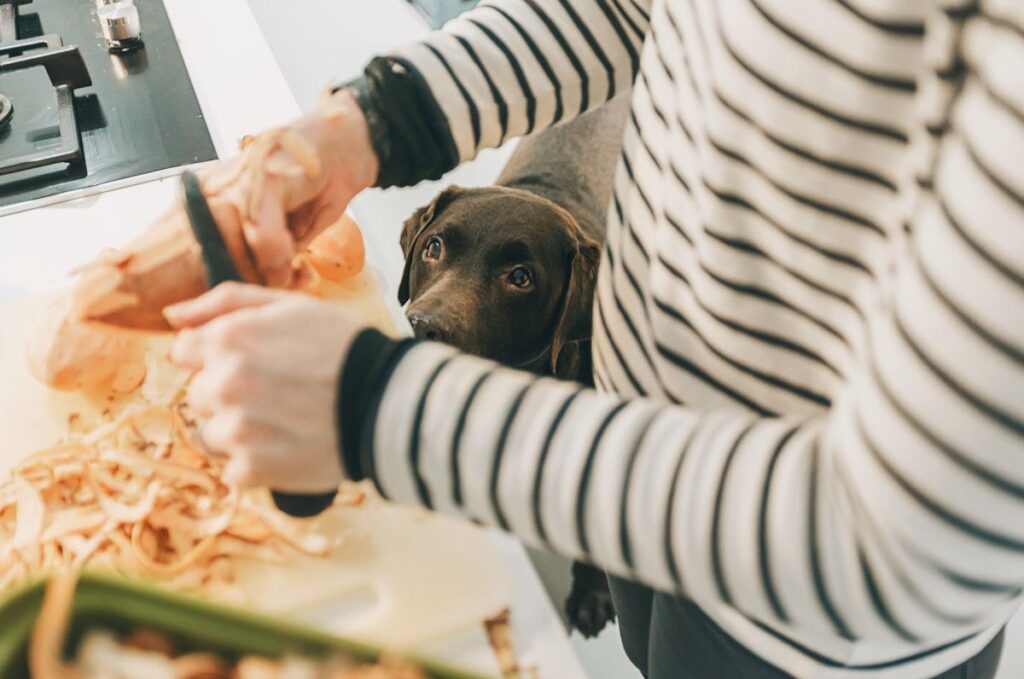 Photo shows a human in a striped shirt prepping a potato while a dog watches