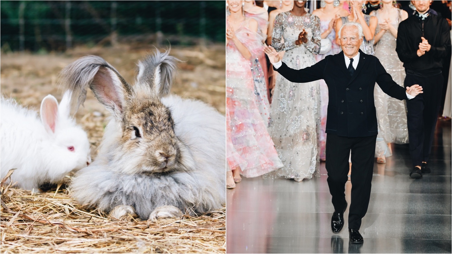 Split image shows an angora rabbit (the source of angora wool) on the left, and Giorgio Armani on the right.