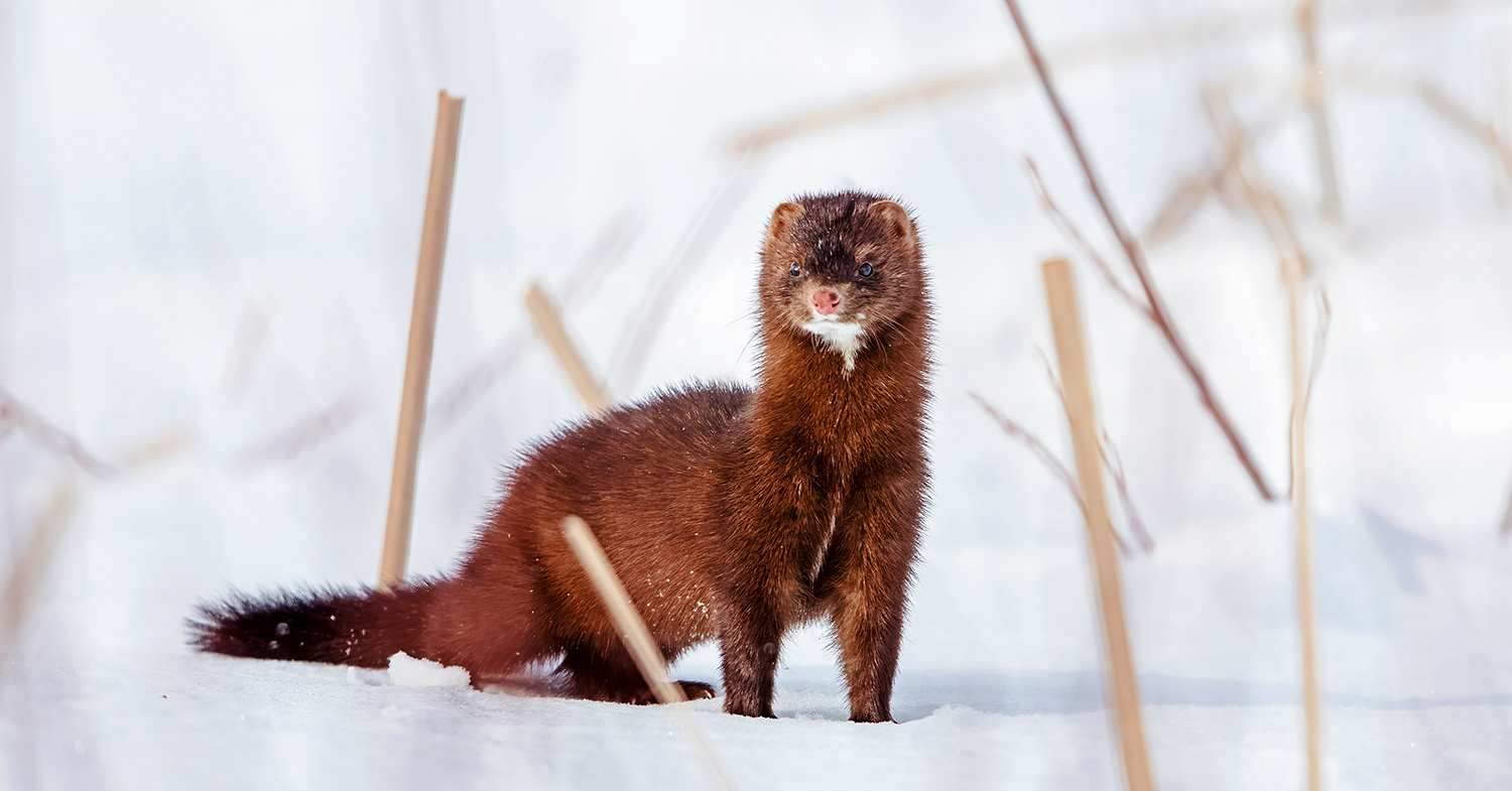 Photo shows a brown and white mink standing upright in the snow. Italy is set to become the 16th EU country to announce a nationwide fur ban.