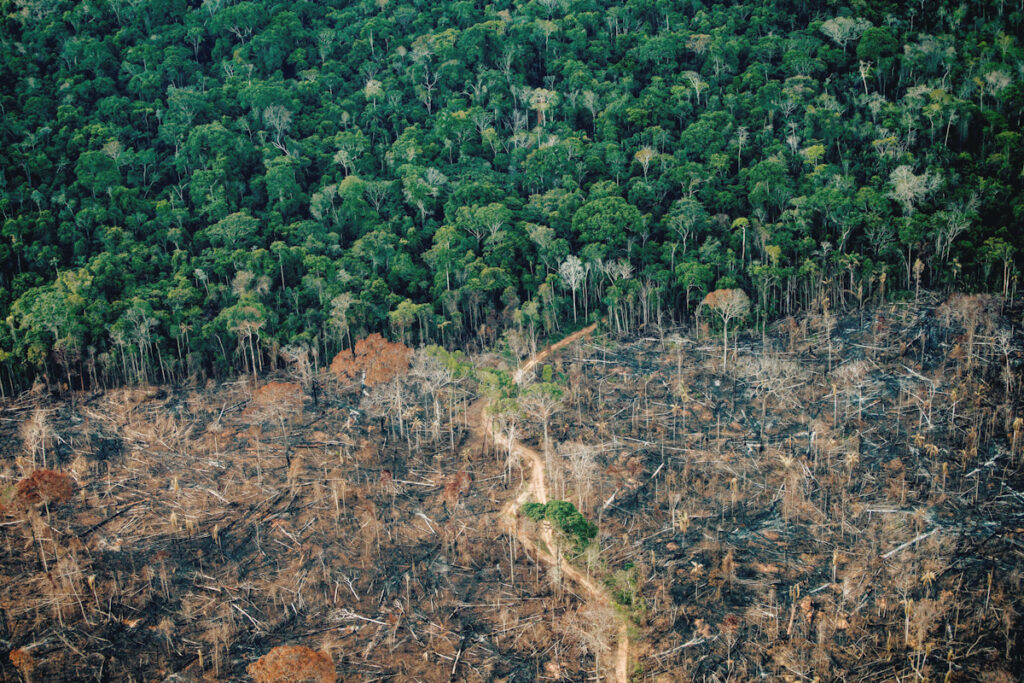Photo shows a deforested area of the Amazon Rainforest in Brazil. Supermarkets are banning the Amazon-killing beef produced by JBS.
