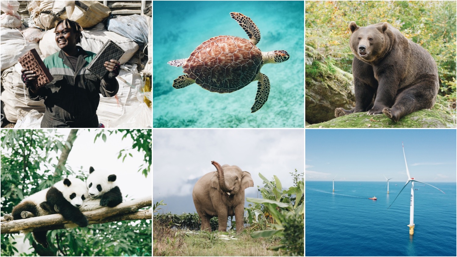 Clockwise from top left. Collage image shows Kenyan entrepeneur Nzambi Mateee, a swimming sea turtle, a brown bear, cuddling panda bears, an elephant, and wind farms, the focus of just some of 2021's most notable good climate news stories.