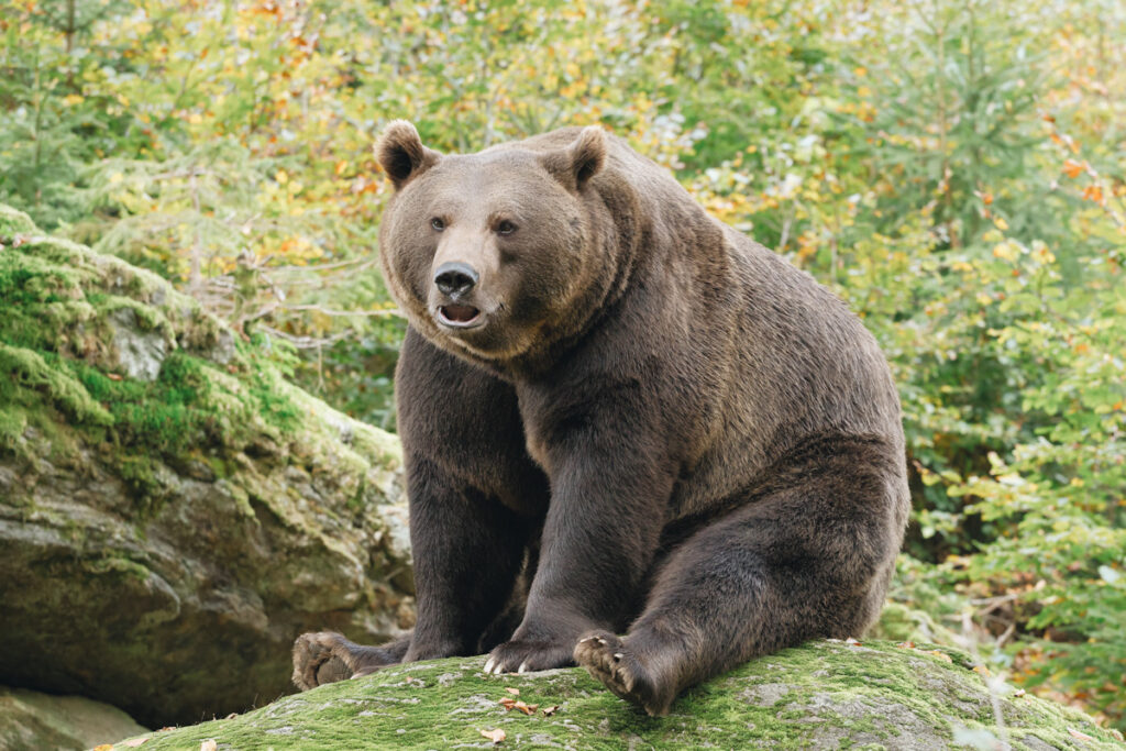 Photo shows a brown bear in the Bavarian forest sat on a moss-covered rock.