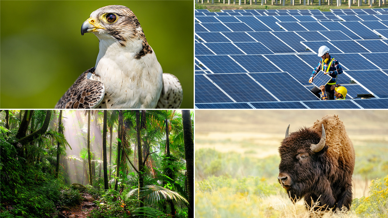 Four image collage, clockwise from top left. Photo of a peregrine falcon, a solar field, a tropical rainforest, and bison, which are coming back to Britain in 2022.
