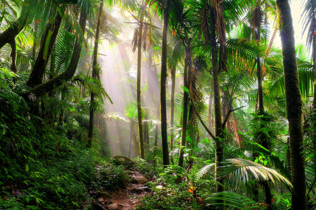 Photo shows a lush tropical forest with the sun shining down through the canopy. A new report indicates that tropical forests could show surprisingly rapid regrowth if left alone.