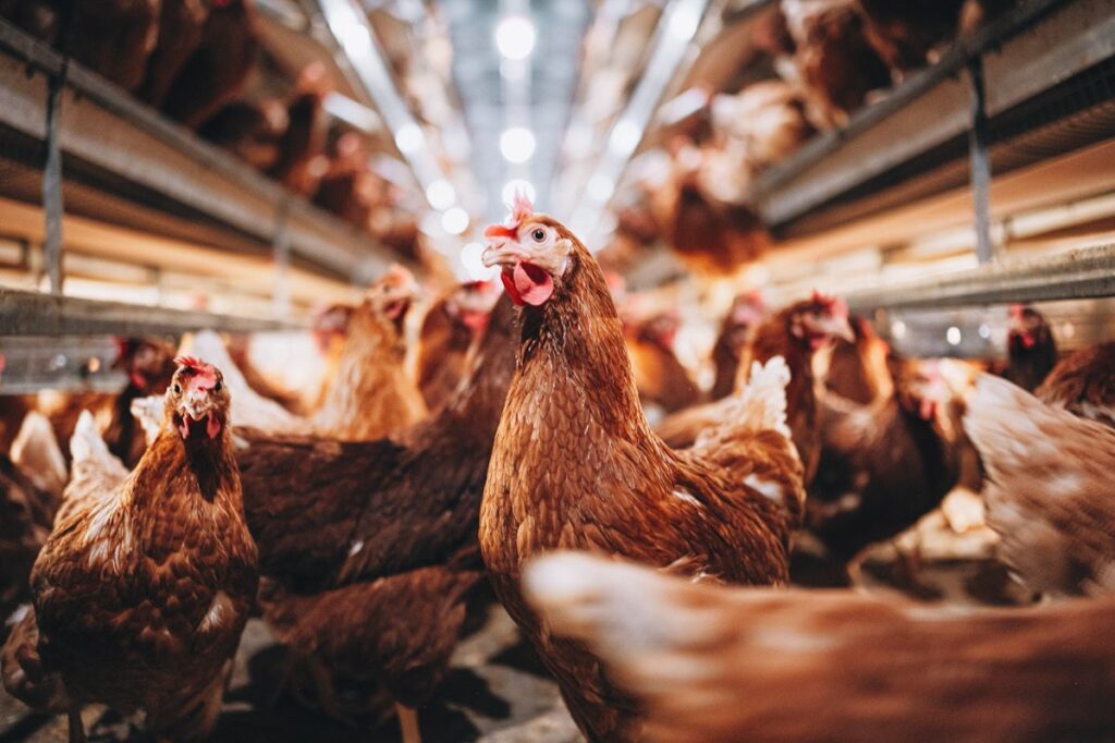 Photo shows hens in an industrial henhouse