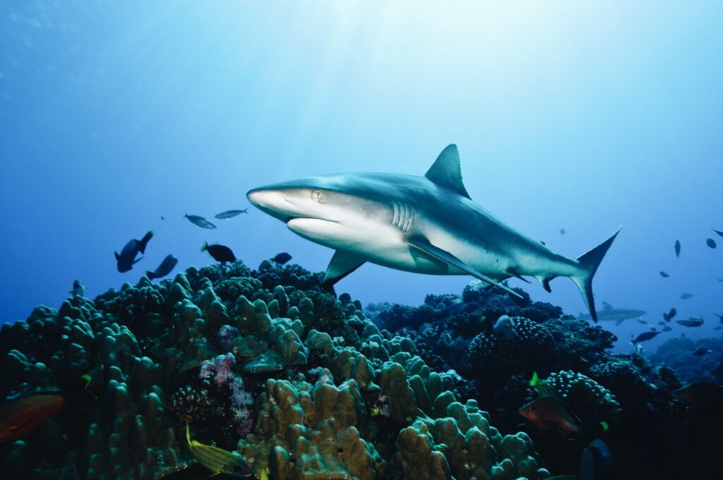 Photo shows a shark swimming next to a coral reef