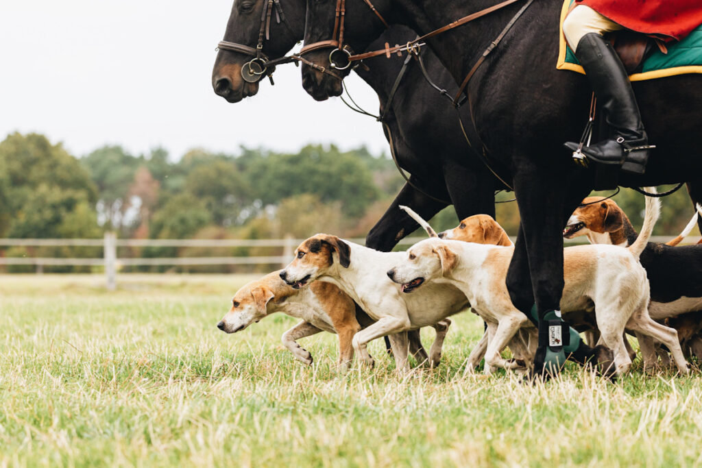 Photo shows a pack of English foxhounds running with two horses and mounted huntsmen in traditional red jackets. The UK's National Trust just voted to keep it's ban on trail hunting.