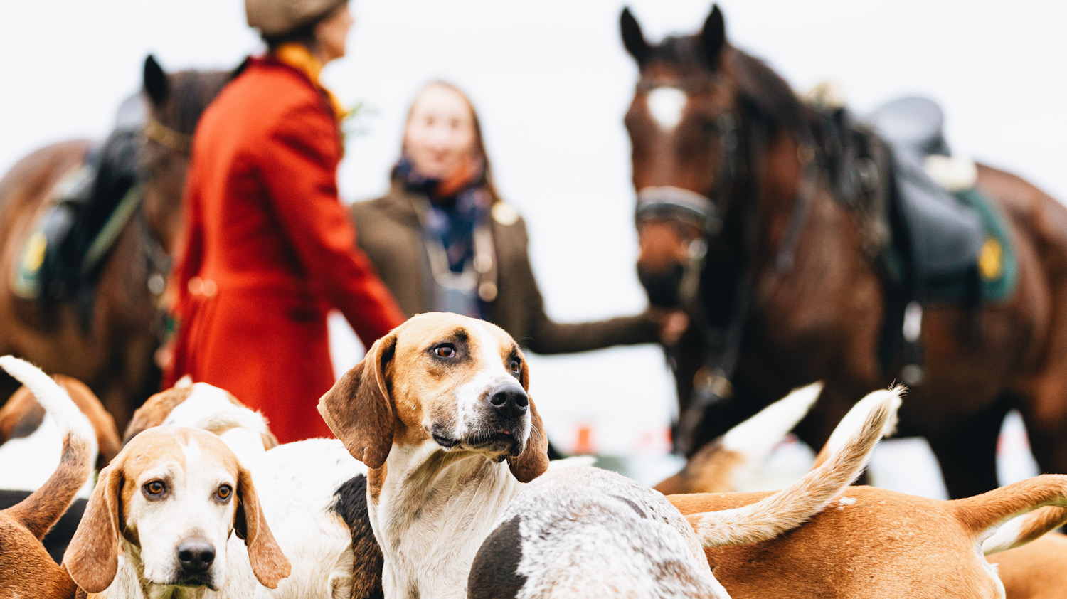 Photo shows English foxhounds in the foreground with two horses and riders in the background, including one member of the hunt wearing a traditional red jacket. The National Trust recently voted to keep its ban on trail hunting.