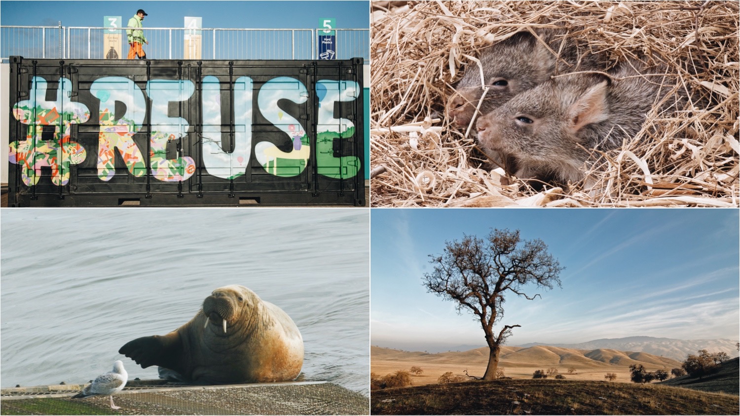 Clockwise from top left. Shipping container with "reuse" painted on it, two northern bettongs in a nest, a lone tree in a national park, and a large walrus visiting UK land.