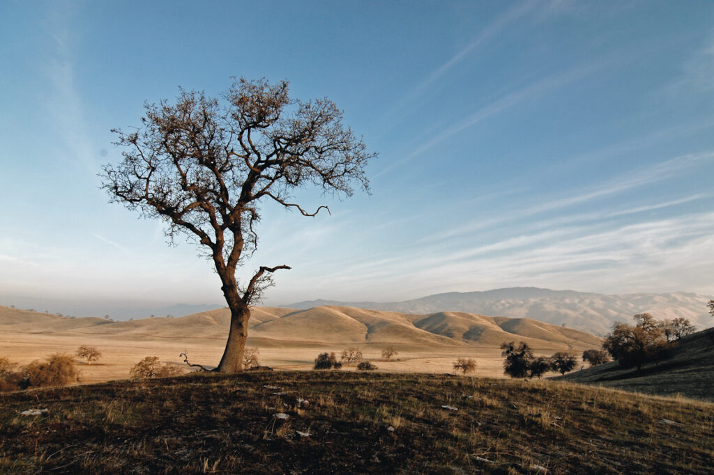 Photo shows a tree standing alone in an arid landscape