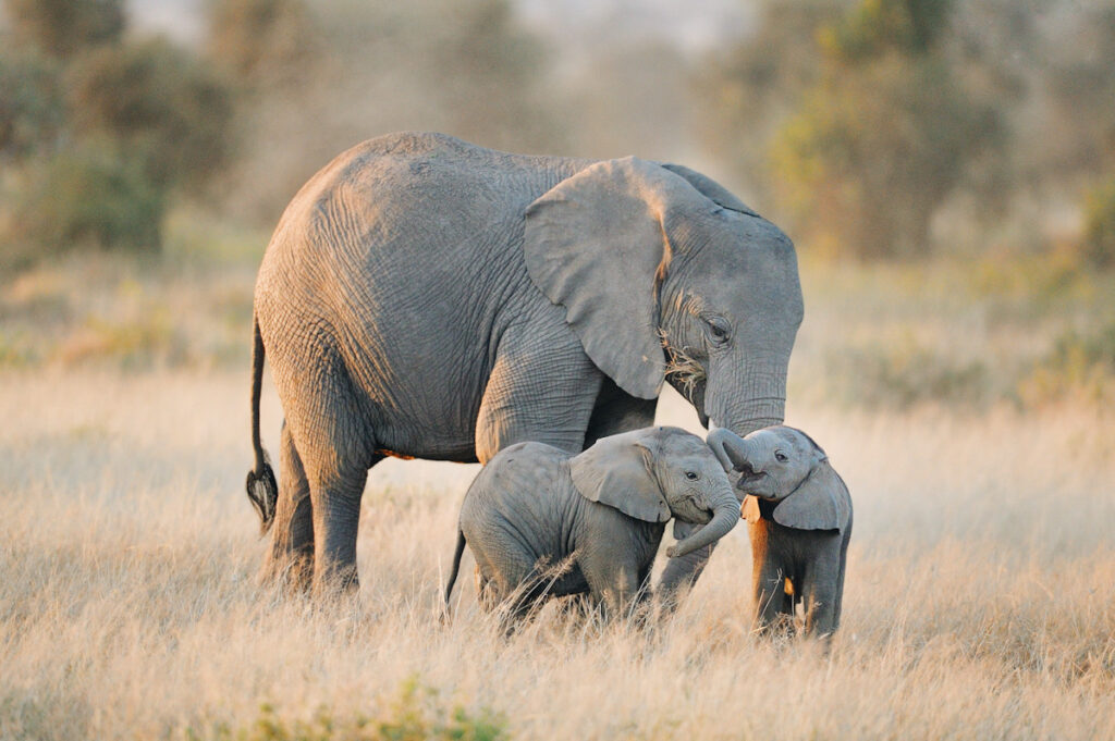 Du dramblių dvyniai su suaugusiu drambliu, Amboseli nacionalinis parkas, Kenija