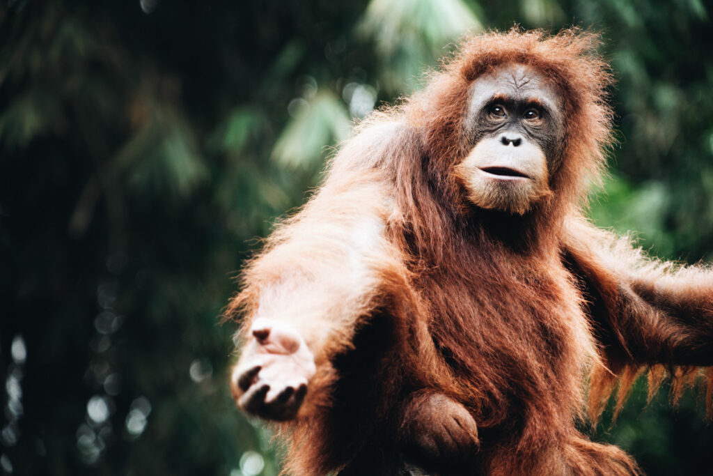 orangutanai, nes gyvūnai padeda kovoti su klimato kaita