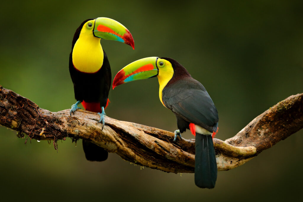 Tukanas sėdi ant šakos miške, žalioje augmenijoje, Kosta Rikoje.  Kelionių pobūdis Centrinėje Amerikoje.  Du kilio tukanai, Ramphastos sulfuratus, yra paukščių pora dideliais snapais.  Laukinė gamta.