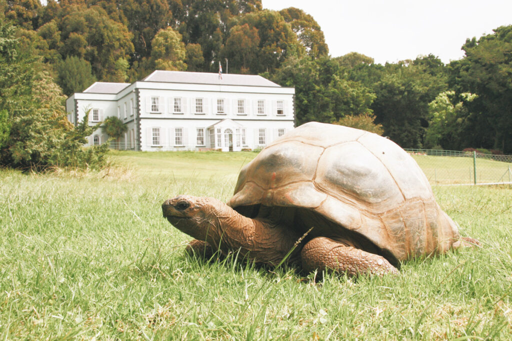 Photo shows Jonathan the tortoise on his island home of St Helena.