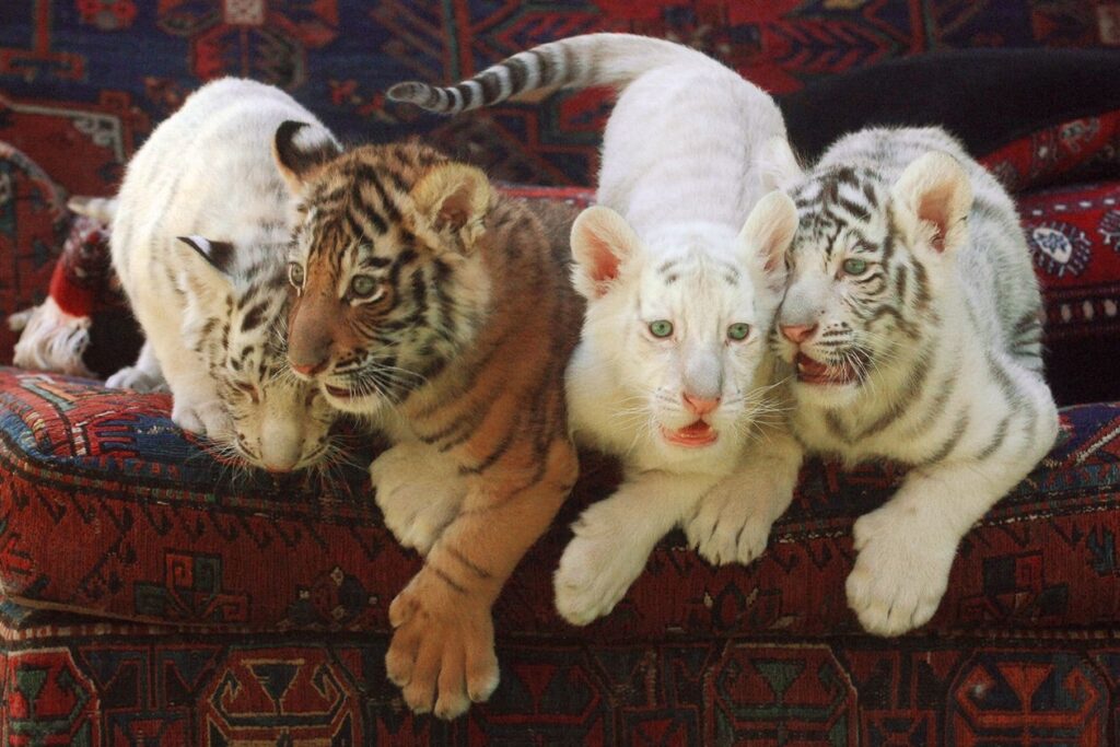 Photo shows four tiger cubs posed on a couch
