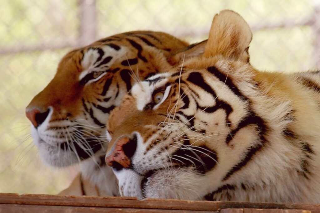 Photo shows two adult tigers in captivity