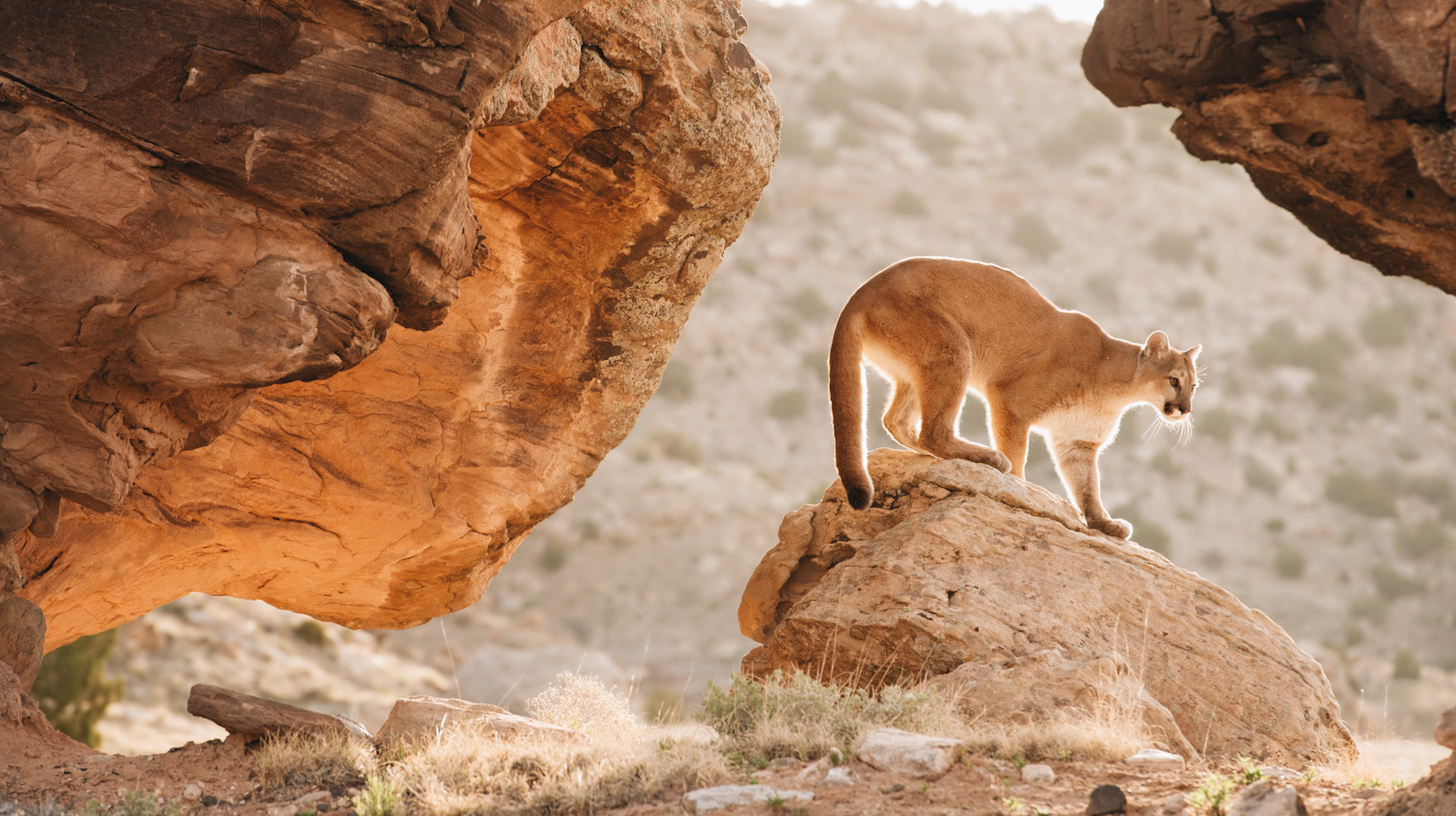 Photo shows a puma, or mountain lion, perched on a rock. Puma conservation is more important than ever.