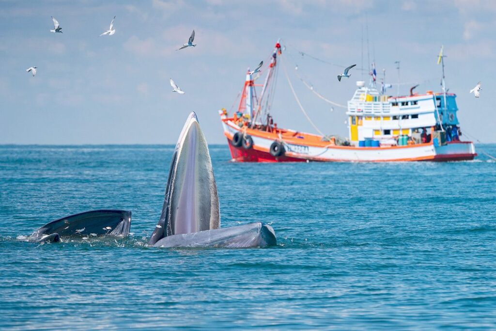 Photo shows a whale sticking its flipper out of the water while an orange and white ship idles in the background