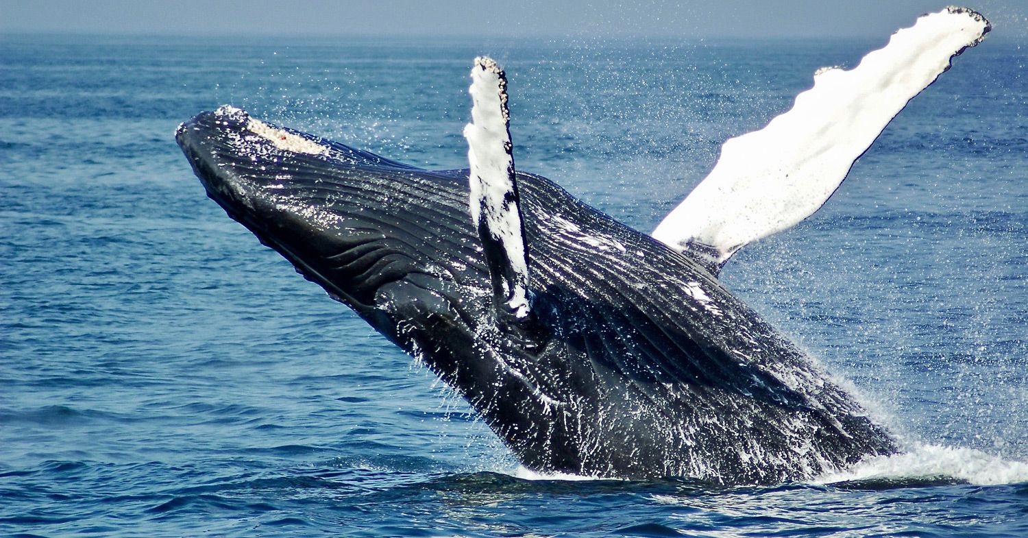 Photo shows a fin whale breeching.