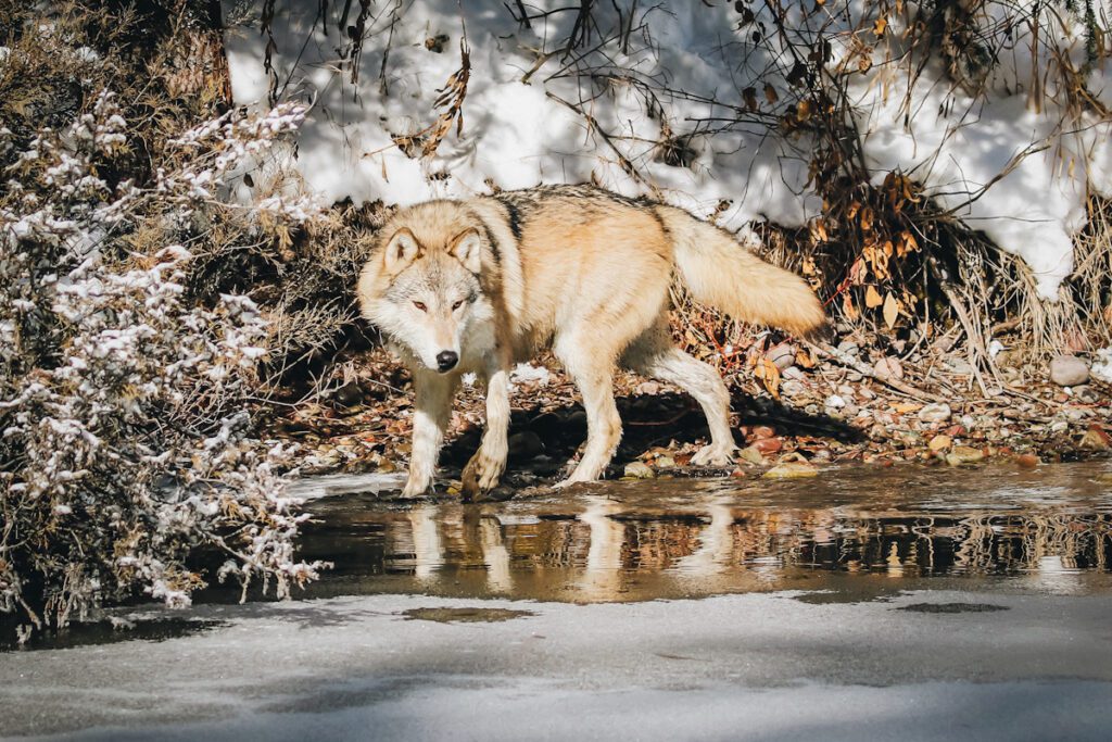 Photo shows wolves by a pond in Kalispell, Montana.