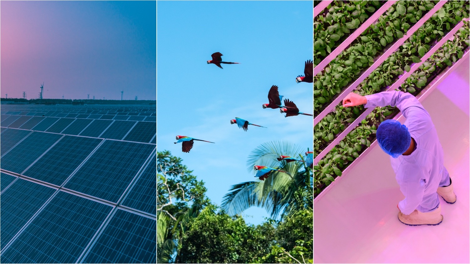 Split image features solar panels (left), birds in flight (center), and a modern indoor farm (right). According to the IPCC's new report, renewable energy, conservation, and adapted agriculture will all be required if we are to mitigate climate change.
