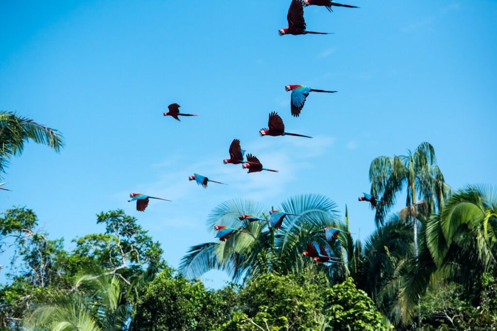 Photo shows Ara macao in flight along Tambopata River. The IPCC's climate change report also highlights the importance of conservation and restoration.