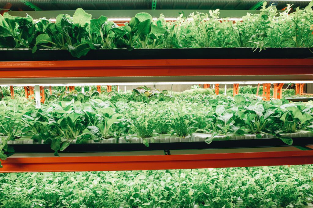 Photo shows rows of green seedlings inside a large contemporary vertical farm.