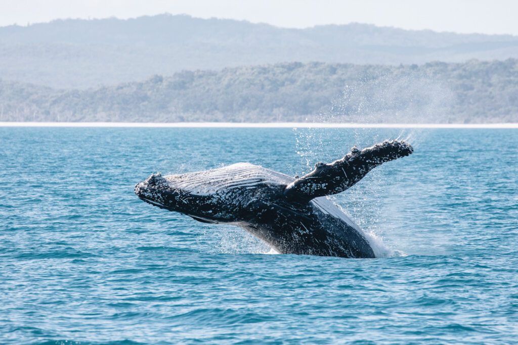 Photo shows an adult humpback whale breaching out of the water.