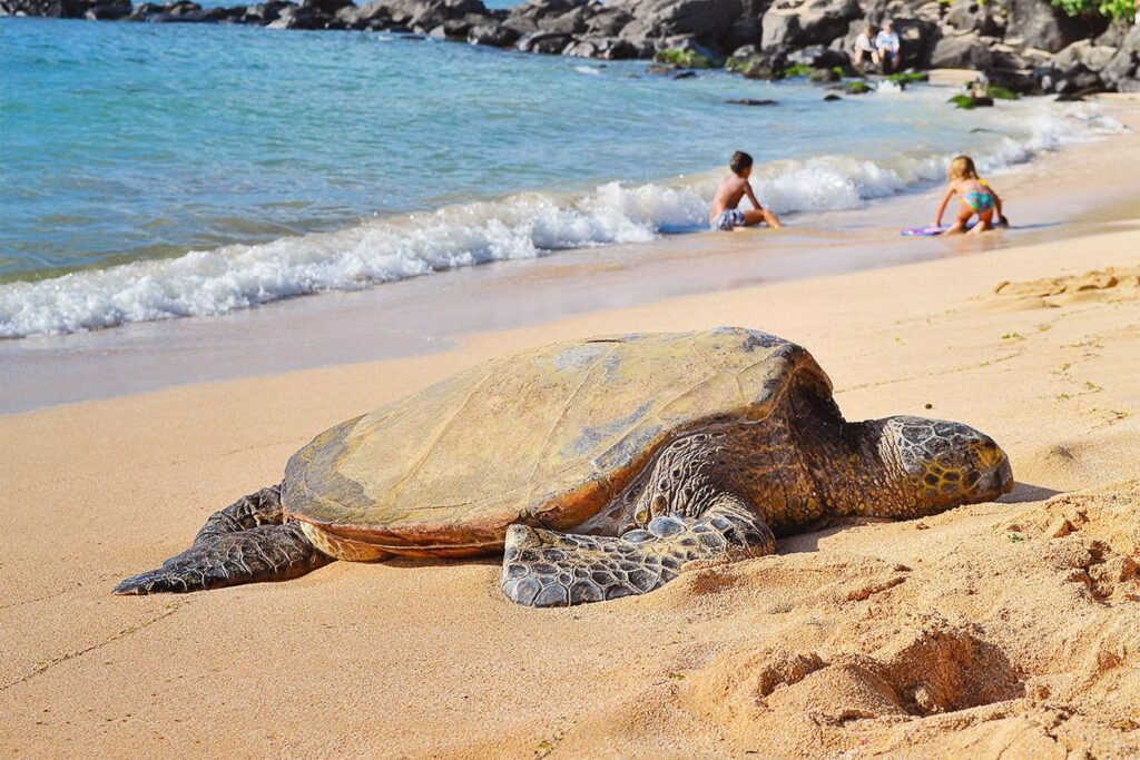 A turtle on the sand, by the shore