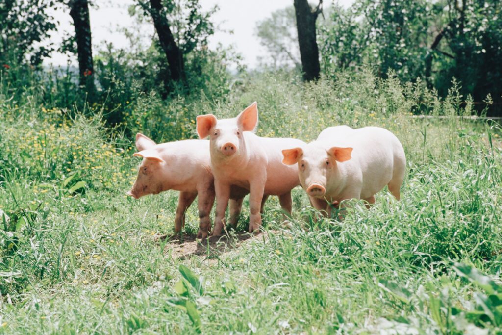 Nuotraukoje pavaizduota kiaulių grupė, stovinti kartu apaugusiame žaliame lauke.  Naujas tyrimas rodo, kaip kiaulės bendrauja žodžiu.