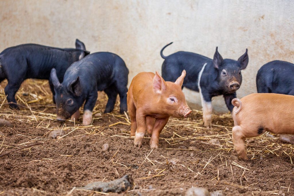 Barn Sanctuary pigs